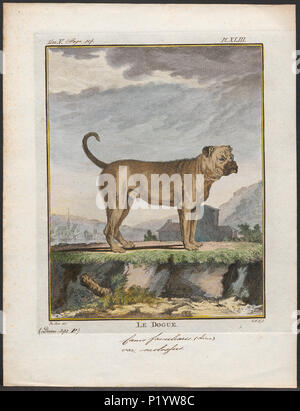 . Canis Lupus Familiaris. Zwischen 1700 und 1880 49 Canis Lupus Familiaris - 1700-1880 - Drucken - Iconographia Zoologica - Sondersammlungen Universität Amsterdam - UBA01 IZ 22300059 Stockfoto