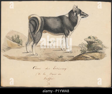 . Canis Lupus Familiaris. Zwischen 1700 und 1880 49 Canis Lupus Familiaris - 1700-1880 - Drucken - Iconographia Zoologica - Sondersammlungen Universität Amsterdam - UBA01 IZ 22300109 Stockfoto