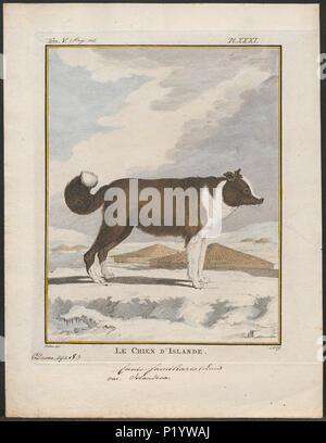 . Canis Lupus Familiaris. Zwischen 1700 und 1880 49 Canis Lupus Familiaris - 1700-1880 - Drucken - Iconographia Zoologica - Sondersammlungen Universität Amsterdam - UBA01 IZ 22300117 Stockfoto