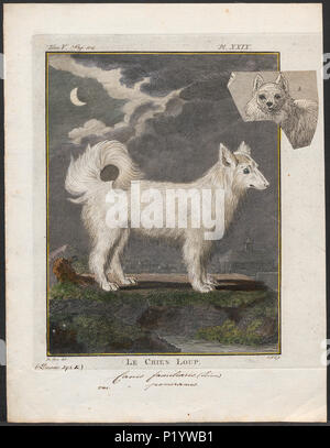 . Canis Lupus Familiaris. Zwischen 1700 und 1880 49 Canis Lupus Familiaris - 1700-1880 - Drucken - Iconographia Zoologica - Sondersammlungen Universität Amsterdam - UBA01 IZ 22300133 Stockfoto