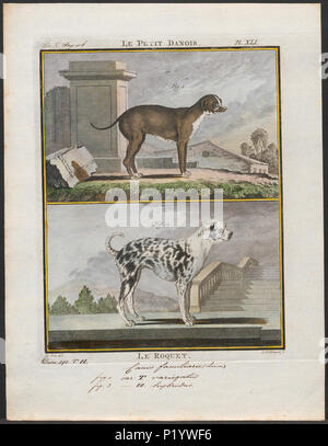 . Canis Lupus Familiaris. Zwischen 1700 und 1880 49 Canis Lupus Familiaris - 1700-1880 - Drucken - Iconographia Zoologica - Sondersammlungen Universität Amsterdam - UBA01 IZ 22300250 Stockfoto