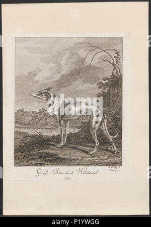 . Canis Lupus Familiaris. Zwischen 1700 und 1880 49 Canis Lupus Familiaris - 1700-1880 - Drucken - Iconographia Zoologica - Sondersammlungen Universität Amsterdam - UBA01 IZ 22300278 Stockfoto