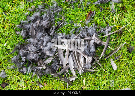 Die Überreste einer Amsel getötet und durch einen Europäischen Sperber, Accipiter Nisus in einem Garten in Ambleside, Großbritannien gegessen. Stockfoto