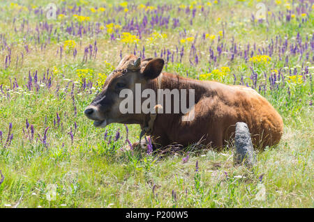 Junges Rind- Kalb ruht während angekettet im Sommer blühende Wiese Cute Stockfoto