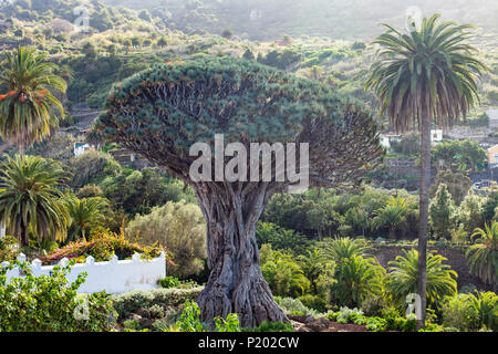 Tausendjährige Drachenbaum (El Drago) in Icod de los Vinos, Teneriffa, Kanarische Inseln, Spanien wächst Stockfoto