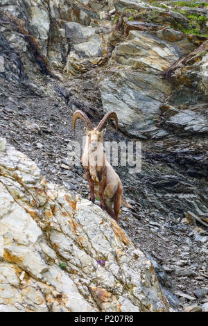 Großen männlichen Steinböcke mit großen Hörnern, Saastal, Saas Grund, Saas Fee, Schweiz, Alpen, Alpine, Sommer Stockfoto