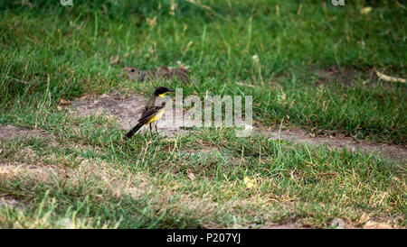 Motacilla flava (Western Schafstelze) Stockfoto