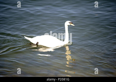 Das Porträt einer Schwan auf die leicht wellige Wasseroberfläche eines Flusses, in dem es reflektiert. Stockfoto