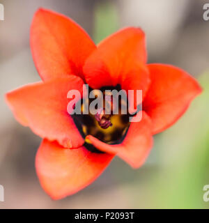 Ein Makro geschossen von einem hellen orange sparaxis Blüte Anfang zu öffnen. Stockfoto