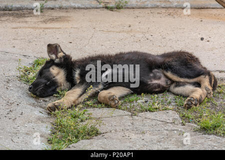 Welpe Schäferhund schlafend auf dem Asphalt Stockfoto