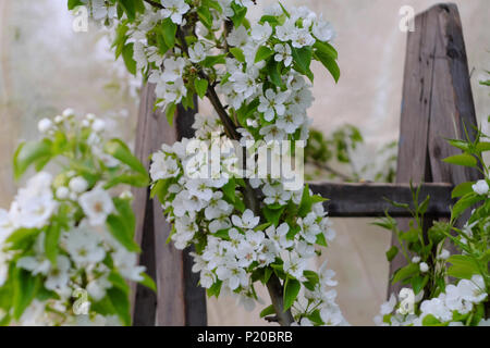 Apple Blumen zwischen den Blättern Stockfoto