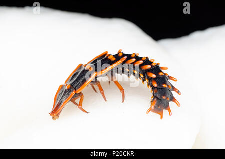 Trilobit Käfer, Platerodrilus. In Sabah Malaysia gefunden Stockfoto