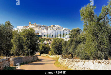 Italien, Apulien, Itria Tal, mit Blick auf die Olivenhaine von Ostuni Stockfoto