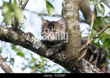 Kätzchen, 12 Wochen, Norwegisch Rennen an der Spitze eines Baumes. Kätzchen Norwegische Waldkatze. Stockfoto