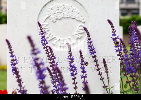 CWGC Friedhof in Ypern, Belgien, Neuseeland Soldat Stockfoto