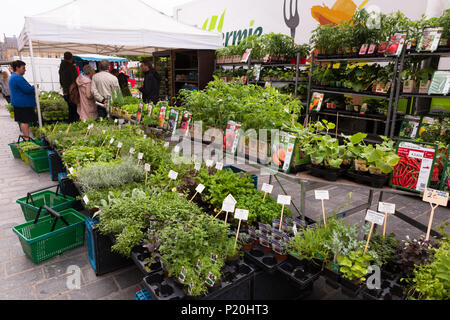 Markt verkaufen stall Garten Pflanzen, Ypern, Belgien Stockfoto