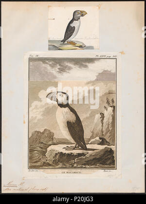 . Alca arctica. Zwischen 1700 und 1880 14 Alca arctica - 1700-1880 - Drucken - Iconographia Zoologica - Sondersammlungen Universität Amsterdam - UBA01 IZ 17800123 Stockfoto