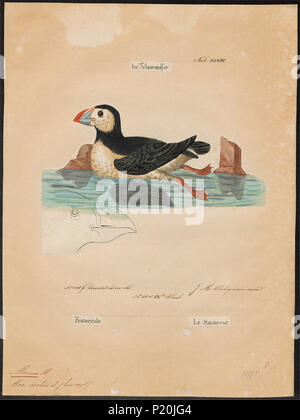 . Alca arctica. Zwischen 1700 und 1880 14 Alca arctica - 1700-1880 - Drucken - Iconographia Zoologica - Sondersammlungen Universität Amsterdam - UBA01 IZ 17800125 Stockfoto