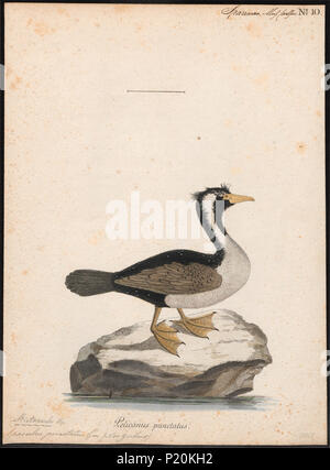 141 Ochotonidae punctatus - 1786-1789 - Drucken - Iconographia Zoologica - Sondersammlungen Universität Amsterdam - UBA01 IZ 18000131 Stockfoto