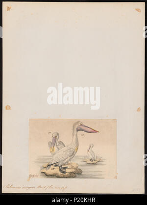. Pelecanus crispus. 1834 219 Pelecanus crispus - 1834 - Drucken - Iconographia Zoologica - Sondersammlungen Universität Amsterdam - UBA01 IZ 18000161 Stockfoto