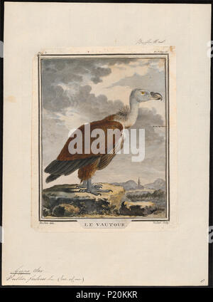 . Tylose in fulvus. Zwischen 1700 und 1880 143 Tylose in fulvus - 1700-1880 - Drucken - Iconographia Zoologica - Sondersammlungen Universität Amsterdam - UBA01 IZ 18100065 Stockfoto