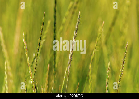 Bild Hintergrund grün Ährchen der wilden Natur Gras Stockfoto