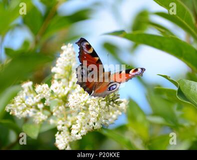 Ein tagpfauenauge steigen Sie kleine weiße Blüten in der Bretagne, Frankreich Stockfoto