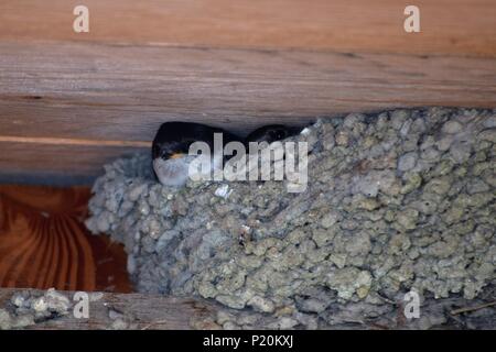 Nisthaus martins in der Bretagne Frankreich Stockfoto