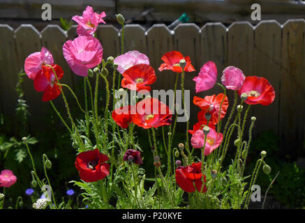 Rote Mohnblumen im Garten Stockfoto