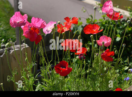 Rote Mohnblumen im Garten Stockfoto