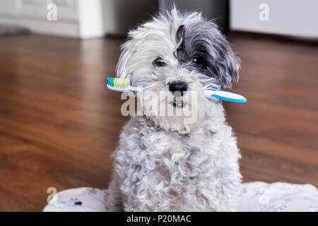 Pudel Hund mit Zahnbürste im Mund Stockfoto