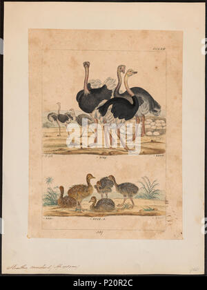 . Struthio camelus. Zwischen 1820 und 1860 298 Struthio camelus - 1820-1860 - Drucken - Iconographia Zoologica - Sondersammlungen Universität Amsterdam - UBA01 IZ 18900001 Stockfoto
