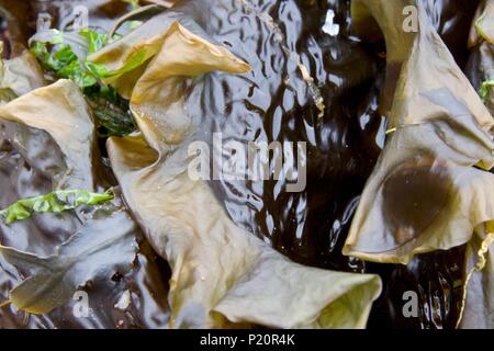 Nahaufnahme von verschiedenen frischen Algen Texturen Stockfoto