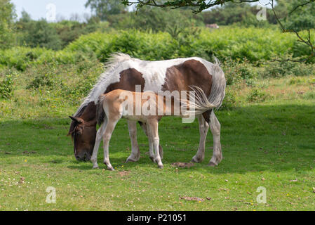 Tan Fohlen säugen aus der braunen und weißen pony Mutter an einem Sommertag im New Forest National Park, Hampshire, England, Großbritannien Stockfoto
