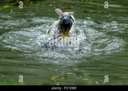 Melton Mowbray 13. Juni 2018: UK Wetter: bewölkt mit Zaubern Sonnenschein als junge CYGNETS, Stockente Entenküken und Sumpfhuhn genießen Stadt leben wie die Park Besucher beobachten. Credit: Clifford Norton/Alamy leben Nachrichten Stockfoto