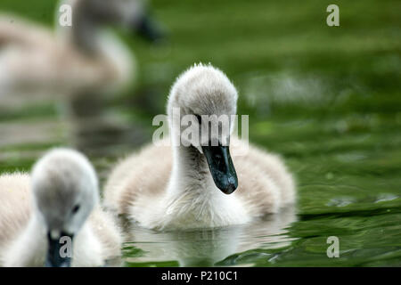 Melton Mowbray 13. Juni 2018: UK Wetter: bewölkt mit Zaubern Sonnenschein als junge CYGNETS, Stockente Entenküken und Sumpfhuhn genießen Stadt leben wie die Park Besucher beobachten. Credit: Clifford Norton/Alamy leben Nachrichten Stockfoto