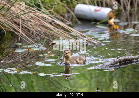 Dorset, England. 13. Juni 2018, eine einzige Entlein schwimmt Vergangenheit eine weggeworfene Dose Bier in einem Stream auf Brownsea Island 13 Juni, 2018, England. © Jason Richardson/Alamy leben Nachrichten Stockfoto