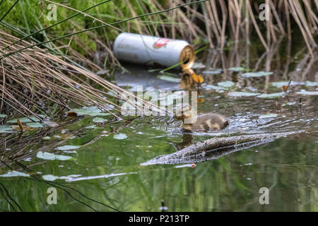 Dorset, England. 13. Juni 2018, eine einzige Entlein schwimmt Vergangenheit eine weggeworfene Dose Bier in einem Stream auf Brownsea Island 13 Juni, 2018, England. © Jason Richardson/Alamy leben Nachrichten Stockfoto