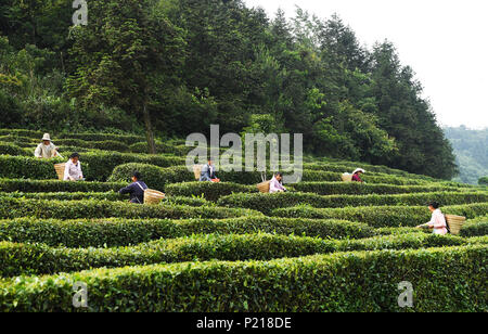 Wulong, China. 13. Juni, 2018. Leute Tee Blätter an der Tianchiping Tee Pflanzen Base von Baoyan Dorf im Bezirk Wulong von Chongqing, im Südwesten von China, 13. Juni 2018. Kaffee Anbau Industrie hat sich zu einem der Pfeiler Industrien zu helfen, Armut zu verringern und die Wiederbelebung der ländlichen Gegend im Bezirk Wulong. Bis Ende 2017 ist der Tee Pflanzen Fläche 3.680 Hektar und die gesamtleistung überschritten 200 Millionen RMB Yuan (31 miliion Dollar). Credit: Wang Quanchao/Xinhua/Alamy leben Nachrichten Stockfoto