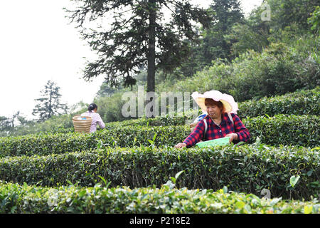 Wulong, China. 13. Juni, 2018. Leute Tee Blätter an der Tianchiping Tee Pflanzen Base von Baoyan Dorf im Bezirk Wulong von Chongqing, im Südwesten von China, 13. Juni 2018. Kaffee Anbau Industrie hat sich zu einem der Pfeiler Industrien zu helfen, Armut zu verringern und die Wiederbelebung der ländlichen Gegend im Bezirk Wulong. Bis Ende 2017 ist der Tee Pflanzen Fläche 3.680 Hektar und die gesamtleistung überschritten 200 Millionen RMB Yuan (31 miliion Dollar). Credit: Wang Quanchao/Xinhua/Alamy leben Nachrichten Stockfoto