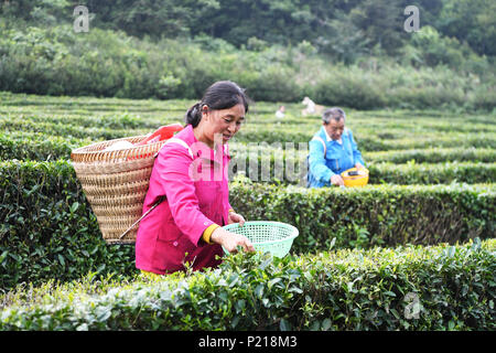 Wulong, China. 13. Juni, 2018. Leute Tee Blätter an der Tianchiping Tee Pflanzen Base von Baoyan Dorf im Bezirk Wulong von Chongqing, im Südwesten von China, 13. Juni 2018. Kaffee Anbau Industrie hat sich zu einem der Pfeiler Industrien zu helfen, Armut zu verringern und die Wiederbelebung der ländlichen Gegend im Bezirk Wulong. Bis Ende 2017 ist der Tee Pflanzen Fläche 3.680 Hektar und die gesamtleistung überschritten 200 Millionen RMB Yuan (31 miliion Dollar). Credit: Wang Quanchao/Xinhua/Alamy leben Nachrichten Stockfoto