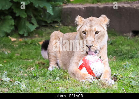 ZSL London Zoo, London, UK, 14. Juni 2018. Heidi zeigt ihre Kugel Bekämpfung Fähigkeiten. ZSL London Zoo der eigenen Drei Löwen, asiatische Löwen Schwestern Heidi, Indi und Rubi, zeigen ihre Unterstützung für England durch üben ihre fußballerischen Fähigkeiten im Vorfeld des Team Eröffnung Wm in Russland. Die 3-a-side Stolz beginnt der Tag im Land der Löwen mit ihren eigenen Fußball, eine Bereicherung gestaltet, um Ihre natürlichen Fähigkeiten zu fördern und mit der England Fahne dekoriert. Credit: Imageplotter Nachrichten und Sport/Alamy leben Nachrichten Stockfoto