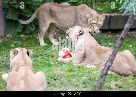 ZSL London Zoo, London, UK, 14. Juni 2018. ZSL London Zoo der eigenen Drei Löwen, asiatische Löwen Schwestern Heidi, Indi und Rubi, zeigen ihre Unterstützung für England durch üben ihre fußballerischen Fähigkeiten im Vorfeld des Team Eröffnung Wm in Russland. Die 3-a-side Stolz beginnt der Tag im Land der Löwen mit ihren eigenen Fußball, eine Bereicherung gestaltet, um Ihre natürlichen Fähigkeiten zu fördern und mit der England Fahne dekoriert. Credit: Imageplotter Nachrichten und Sport/Alamy leben Nachrichten Stockfoto