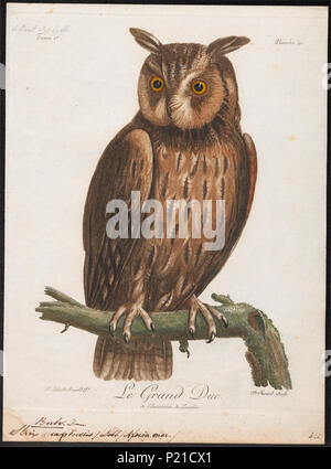 44 Bubo capensis - 1796-1808 - Drucken - Iconographia Zoologica - Sondersammlungen Universität Amsterdam - UBA01 IZ 18400081 Stockfoto