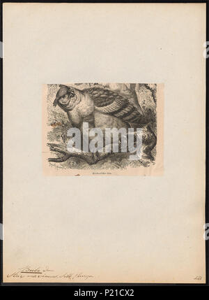 44 Bubo capensis - 1700-1880 - Drucken - Iconographia Zoologica - Sondersammlungen Universität Amsterdam - UBA01 IZ 18400083 Stockfoto