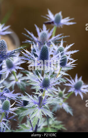 X Eryngium zabelii 'Big Blue'. Sea Holly Blumen Stockfoto