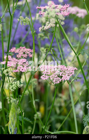 Pimpinella major 'Rosea'. Rosa mehr Burnett steinbrech Blüte im Juni. Großbritannien Stockfoto