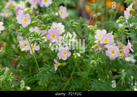 Polemonium caeruleum 'Apricot Delight'. Berg Baldrian' Apricot Delight' Blumen. Großbritannien Stockfoto