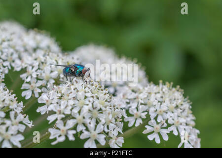 Scharfkraut/Heracleum sphondylium Blumen und Fütterung fliegen - vielleicht Arten von Bluebottle/Calliphora vomitoria, oder ein Eudasyphora oder Lucilia greenbottle Stockfoto