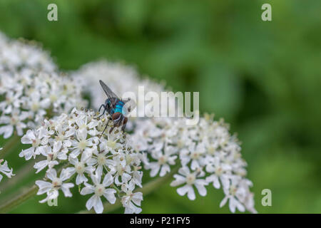 Scharfkraut/Heracleum sphondylium Blumen und Fütterung fliegen - vielleicht Arten von Bluebottle/Calliphora vomitoria, oder ein Eudasyphora oder Lucilia greenbottle Stockfoto